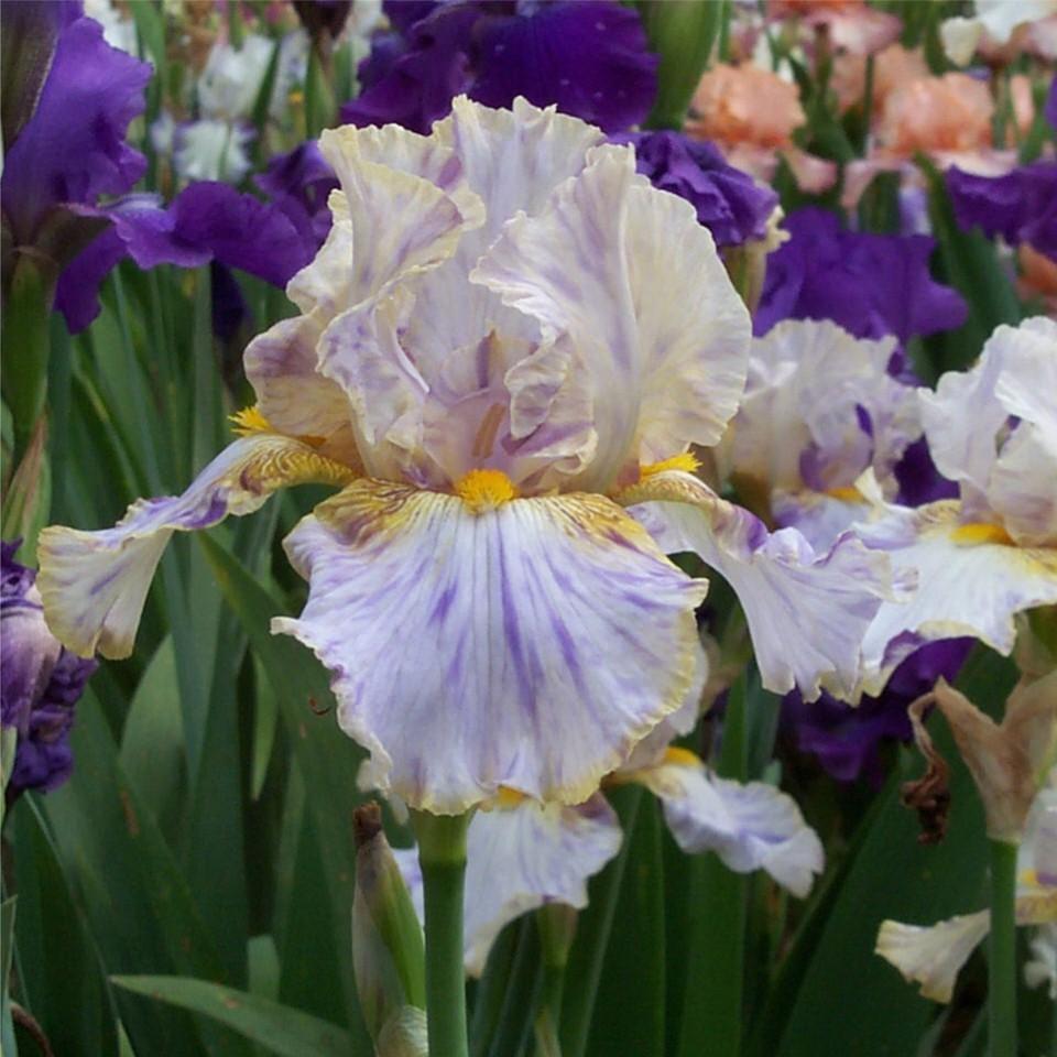 Photo of Tall Bearded Iris (Iris 'Holy Kosmoly') uploaded by avmoran