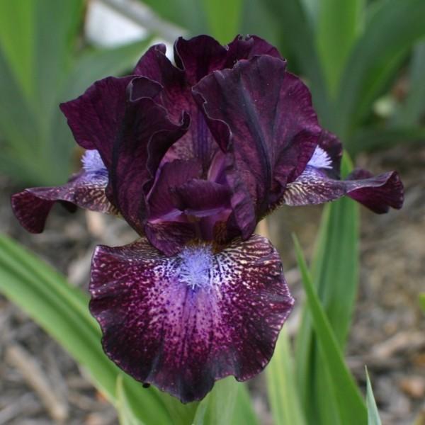 Photo of Standard Dwarf Bearded Iris (Iris 'Hoodlum') uploaded by avmoran