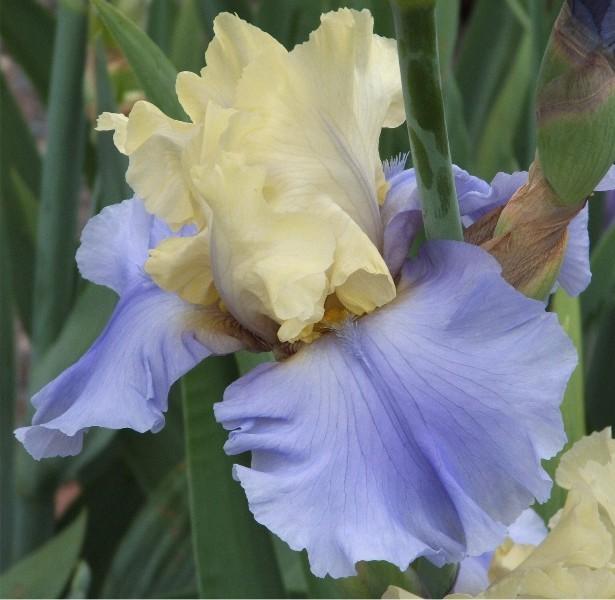 Photo of Tall Bearded Iris (Iris 'Haut les Voiles') uploaded by avmoran