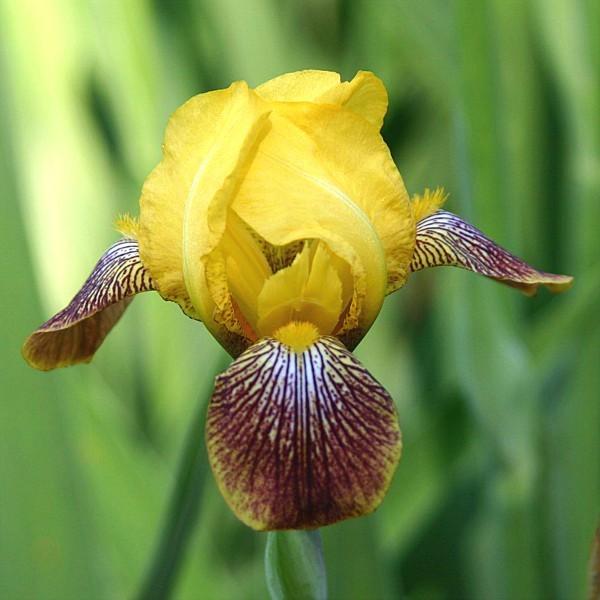 Photo of Miniature Tall Bearded Iris (Iris 'Honorabile') uploaded by avmoran