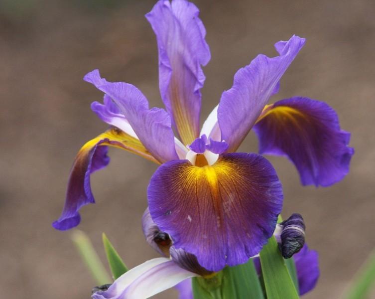 Photo of Spuria Iris (Iris 'Hocka Hoona') uploaded by avmoran