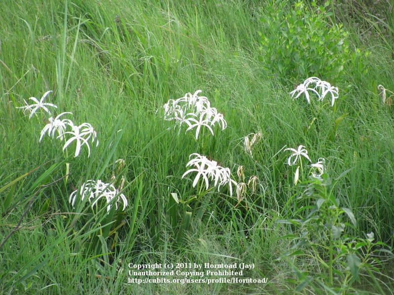 Photo of Crinum Lily (Crinum americanum) uploaded by Horntoad