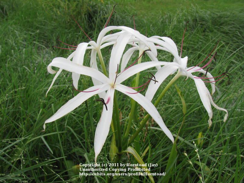 Photo of Crinum Lily (Crinum americanum) uploaded by Horntoad