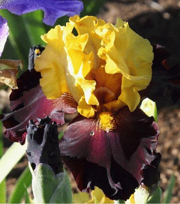 Photo of Tall Bearded Iris (Iris 'Kathy Chilton') uploaded by avmoran