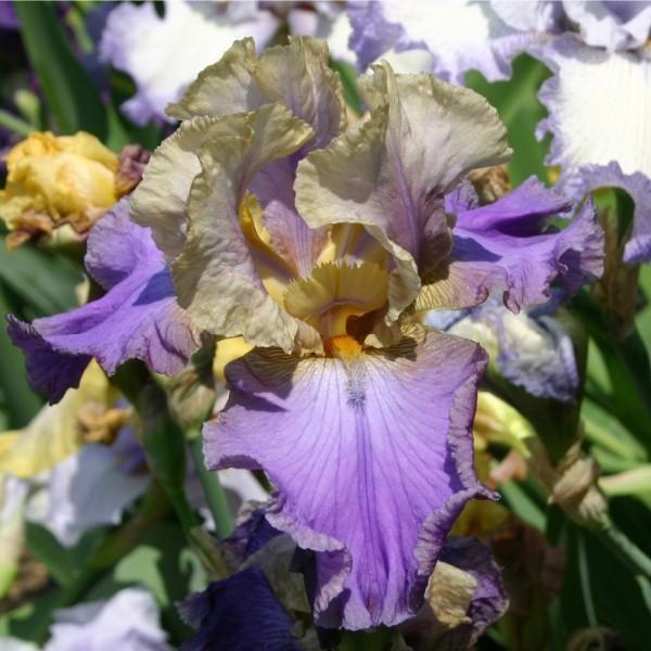 Photo of Tall Bearded Iris (Iris 'Kevin's Theme') uploaded by avmoran