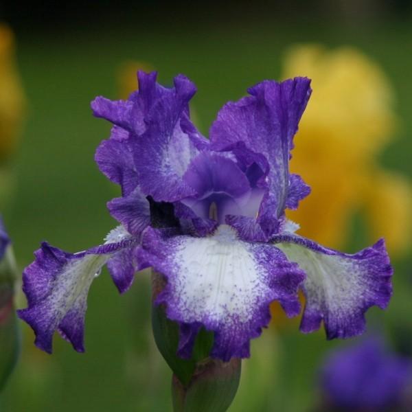 Photo of Tall Bearded Iris (Iris 'Jesse's Song') uploaded by avmoran