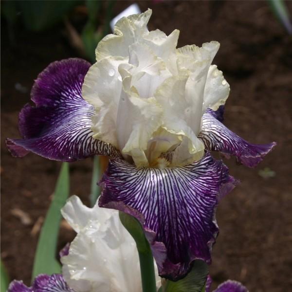 Photo of Tall Bearded Iris (Iris 'It's No Secret') uploaded by avmoran