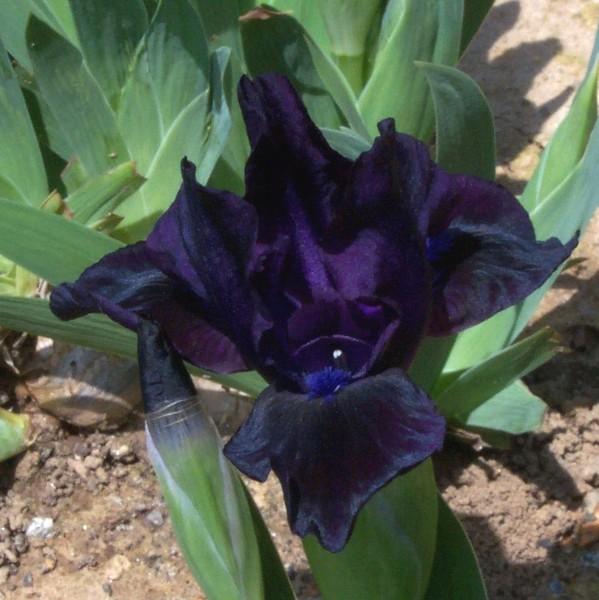 Photo of Standard Dwarf Bearded Iris (Iris 'Jewel Baby') uploaded by avmoran