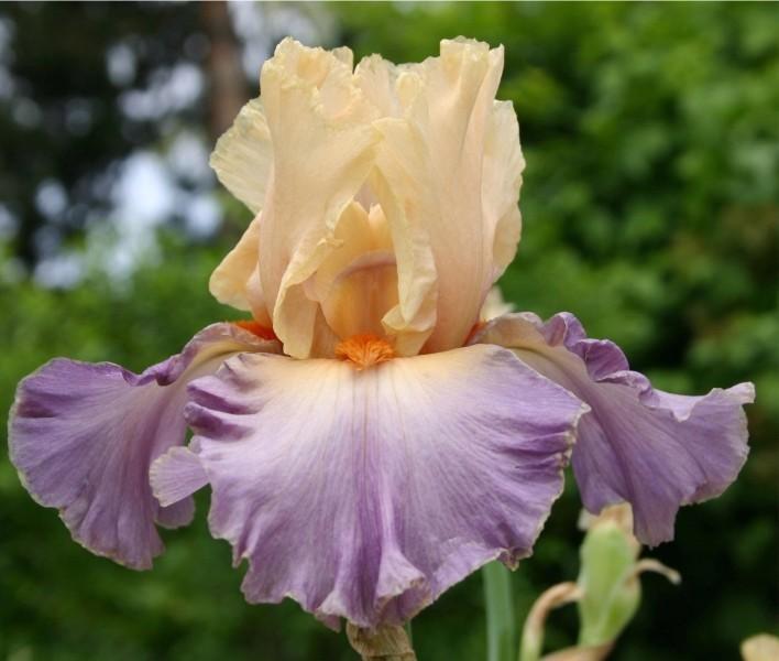 Photo of Tall Bearded Iris (Iris 'Kind Hearted') uploaded by avmoran