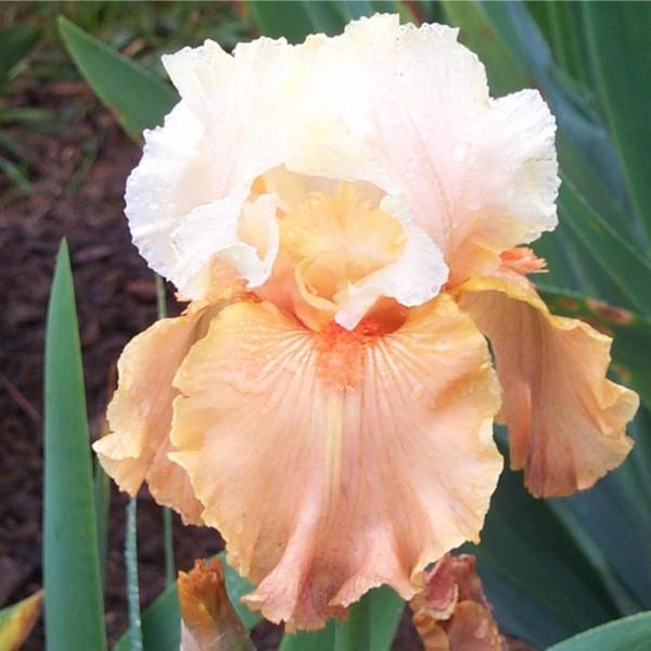 Photo of Tall Bearded Iris (Iris 'Impulsive') uploaded by avmoran