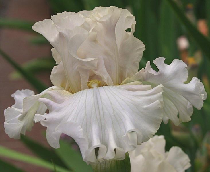 Photo of Tall Bearded Iris (Iris 'Hypnotic Melody') uploaded by avmoran