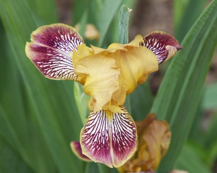 Photo of Miniature Tall Bearded Iris (Iris 'Jack's Pick') uploaded by avmoran