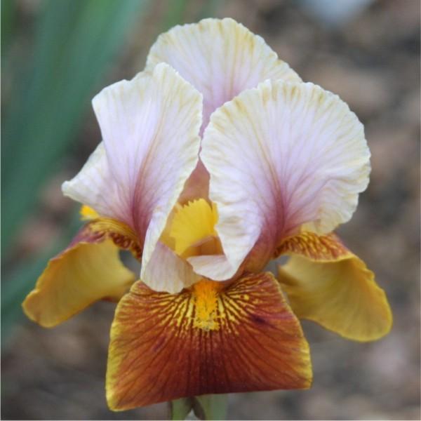 Photo of Arilbred Iris (Iris 'Jallab') uploaded by avmoran