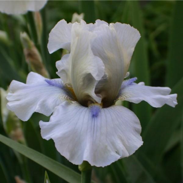 Photo of Tall Bearded Iris (Iris 'Iron Eagle') uploaded by avmoran