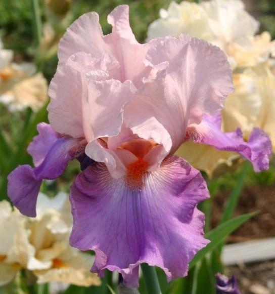Photo of Tall Bearded Iris (Iris 'Indian Sunrise') uploaded by avmoran