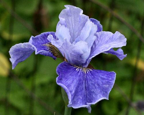 Photo of Siberian Iris (Iris 'Ships Are Sailing') uploaded by MShadow
