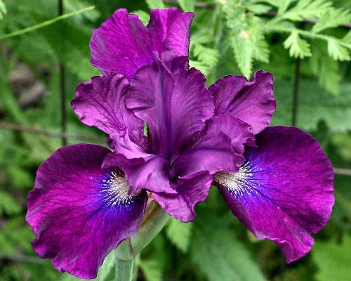 Photo of Siberian Iris (Iris 'Magnum Bordeaux') uploaded by MShadow