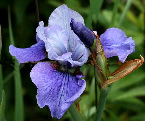 Photo of Siberian Iris (Iris 'Shall We Dance') uploaded by MShadow