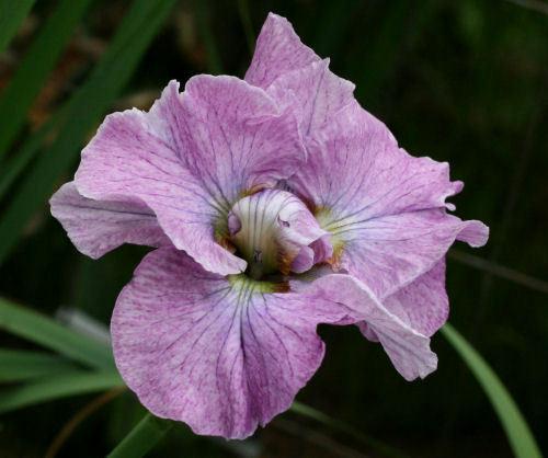 Photo of Siberian Iris (Iris 'Tornado Rose') uploaded by MShadow