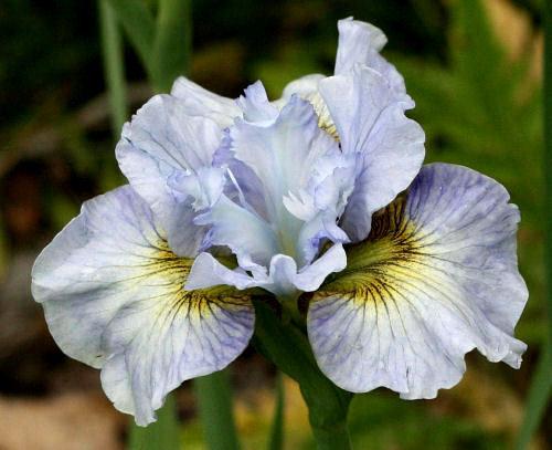 Photo of Siberian Iris (Iris 'Sea of Dreams') uploaded by MShadow
