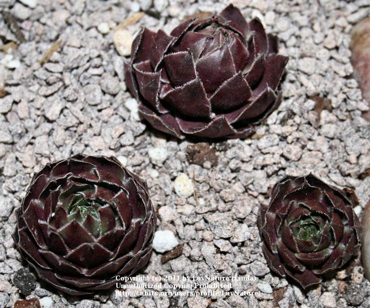 Photo of Hen and Chicks (Sempervivum 'Booth's Red') uploaded by LuvNature