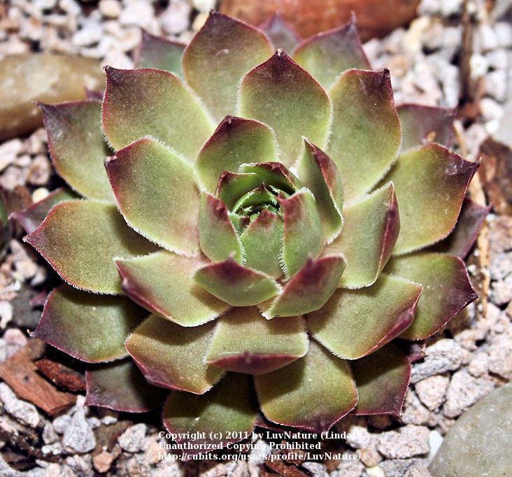 Photo of Hen and Chicks (Sempervivum 'Starshine') uploaded by LuvNature