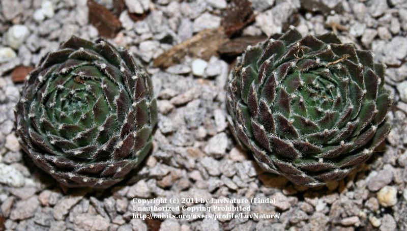 Photo of Hen and chicks (Sempervivum 'Beta') uploaded by LuvNature