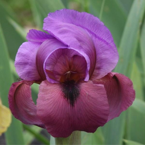 Photo of Arilbred Iris (Iris 'Kalifa's Robe') uploaded by avmoran