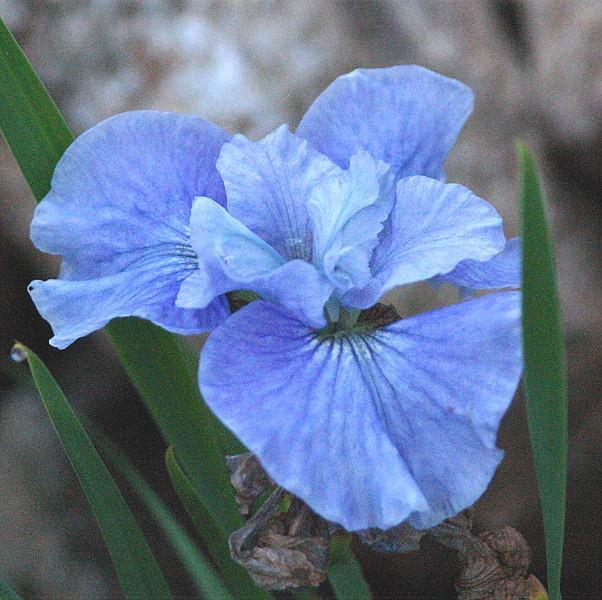Photo of Siberian Iris (Iris 'Jiggles') uploaded by avmoran