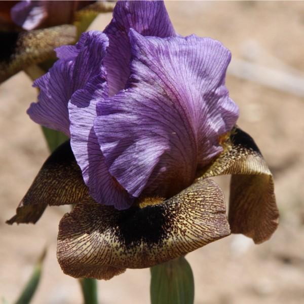 Photo of Arilbred Iris (Iris 'Jeweled Veil') uploaded by avmoran