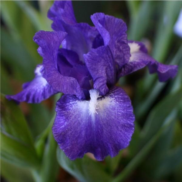 Photo of Standard Dwarf Bearded Iris (Iris 'Jinx') uploaded by avmoran
