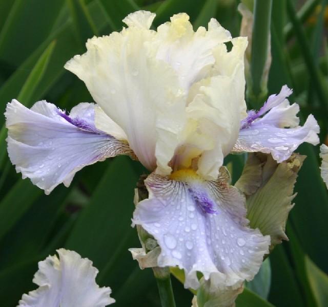 Photo of Tall Bearded Iris (Iris 'Jean Queen') uploaded by avmoran