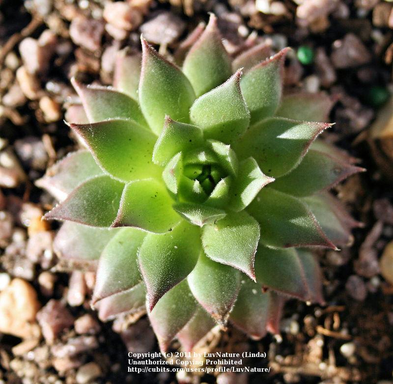 Photo of Hen and Chicks (Sempervivum 'Pacific Joyce') uploaded by LuvNature