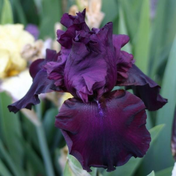 Photo of Tall Bearded Iris (Iris 'Lenten Prayer') uploaded by avmoran