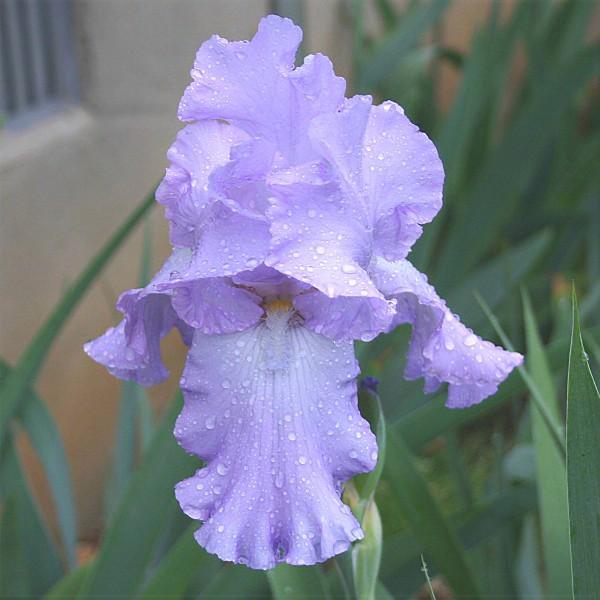 Photo of Tall Bearded Iris (Iris 'Mary Frances') uploaded by avmoran