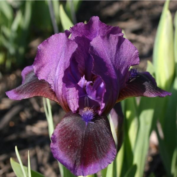 Photo of Standard Dwarf Bearded Iris (Iris 'Little Episode') uploaded by avmoran