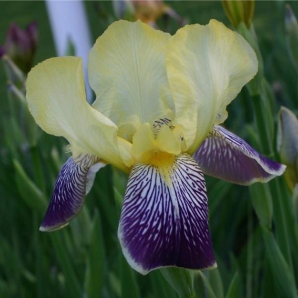 Photo of Intermediate Bearded Iris (Iris 'Loreley') uploaded by avmoran