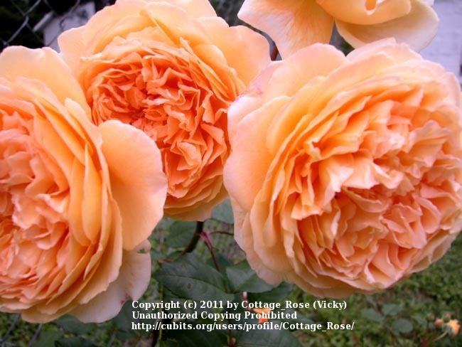 Photo of English Shrub Rose (Rosa 'Crown Princess Margareta') uploaded by Cottage_Rose