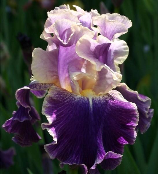 Photo of Tall Bearded Iris (Iris 'Lip Service') uploaded by avmoran