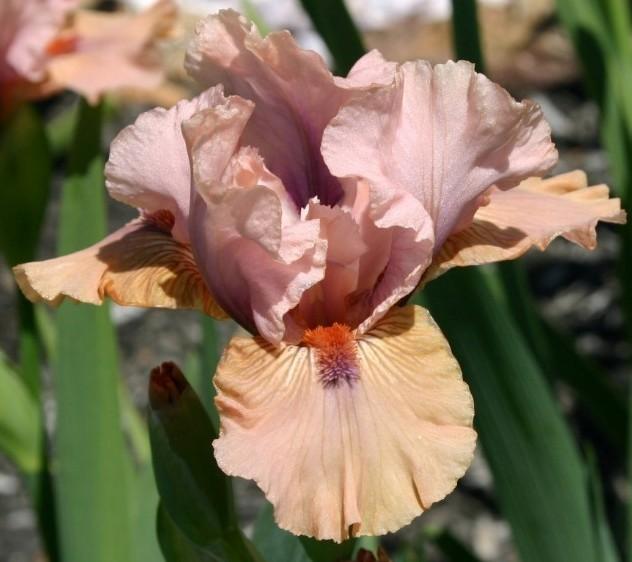 Photo of Intermediate Bearded Iris (Iris 'Let's Elope') uploaded by avmoran