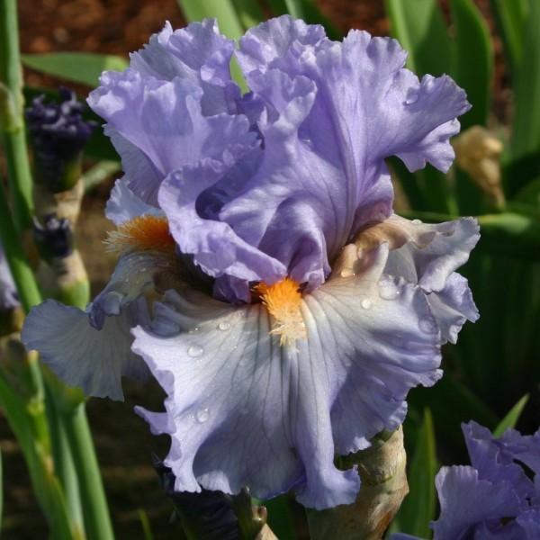 Photo of Border Bearded Iris (Iris 'Morning Twilight') uploaded by avmoran