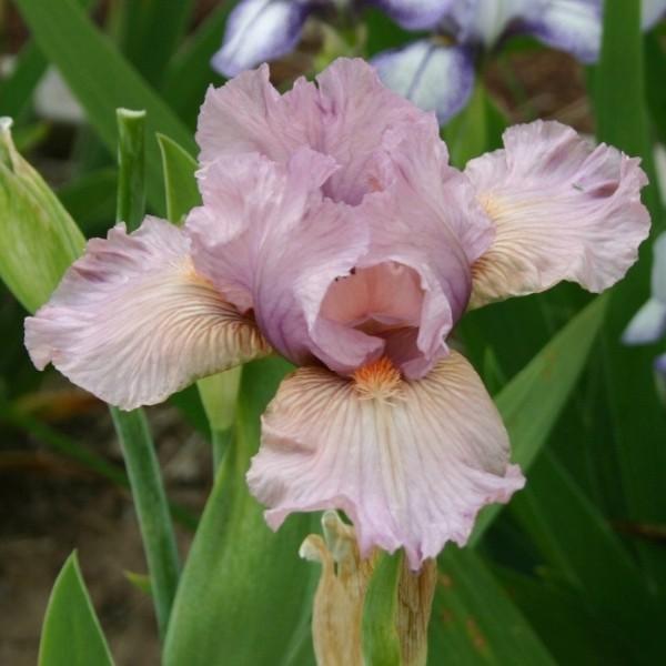 Photo of Intermediate Bearded Iris (Iris 'Miss Mauve') uploaded by avmoran