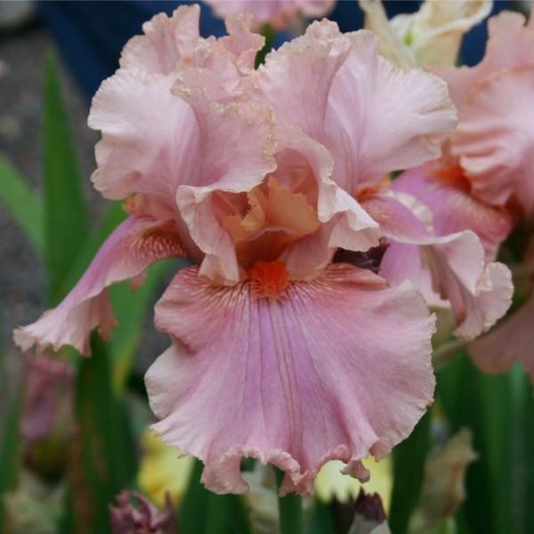Photo of Tall Bearded Iris (Iris 'Okapi Poppy') uploaded by avmoran