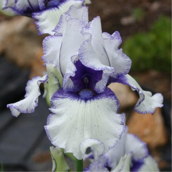 Photo of Border Bearded Iris (Iris 'Orinoco Flow') uploaded by avmoran