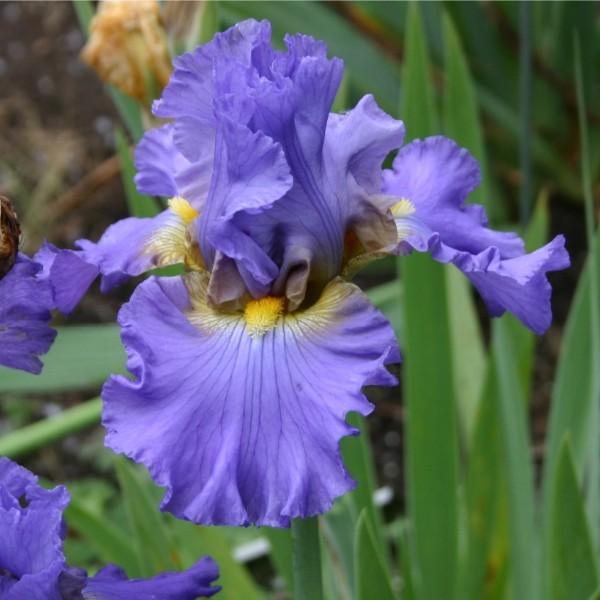 Photo of Tall Bearded Iris (Iris 'Juke Box Hero') uploaded by avmoran