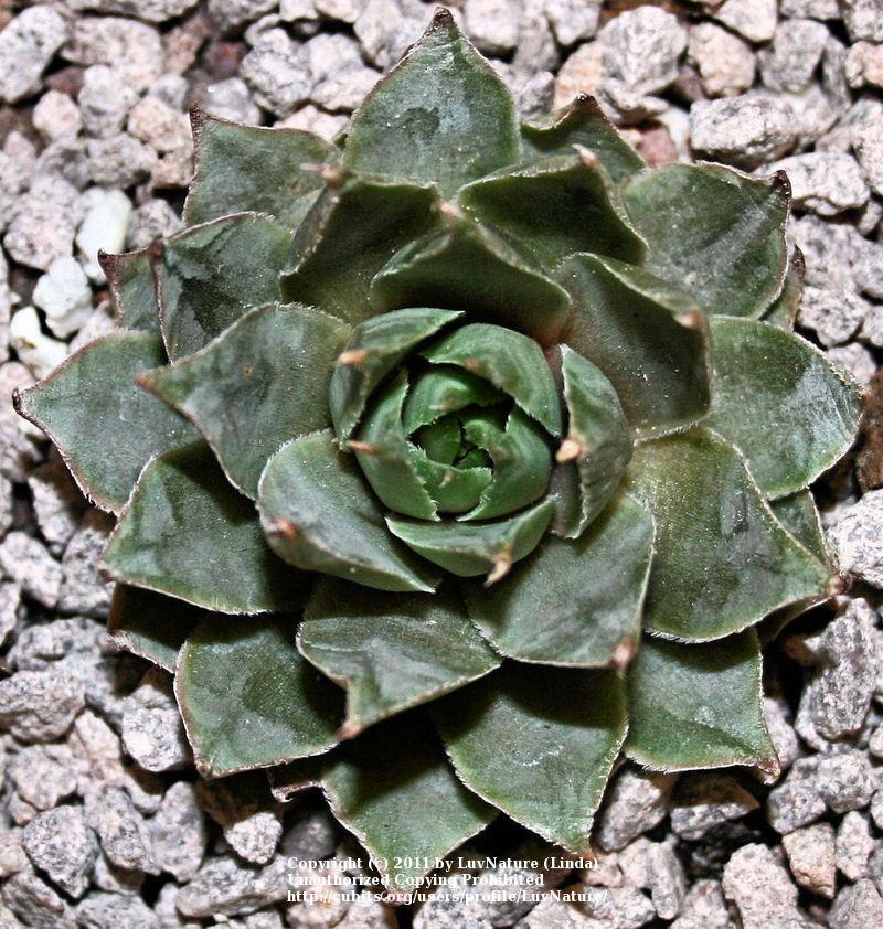 Photo of Hen and Chicks (Sempervivum 'Rose Queen') uploaded by LuvNature