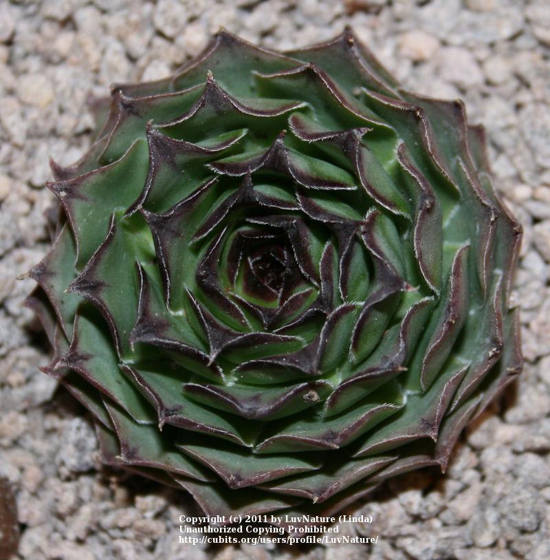 Photo of Hen and Chicks (Sempervivum 'Dallas') uploaded by LuvNature