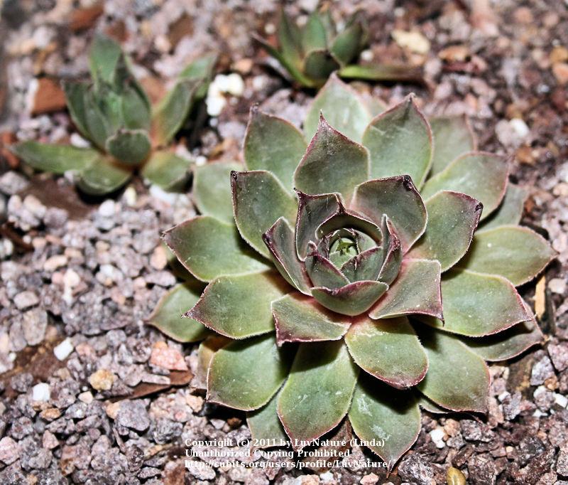 Photo of Hen and Chicks (Sempervivum 'Lady Kelly') uploaded by LuvNature