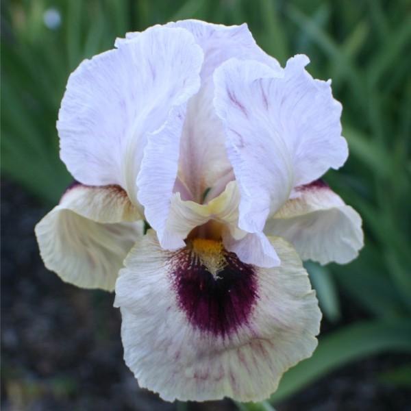 Photo of Arilbred Iris (Iris 'Masada's Glory') uploaded by avmoran