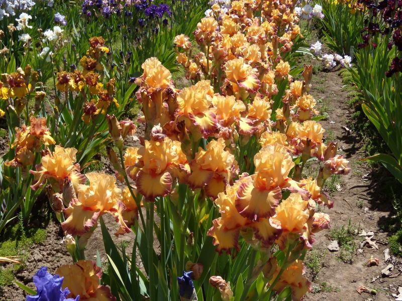 Photo of Tall Bearded Iris (Iris 'Ringtone') uploaded by Betja